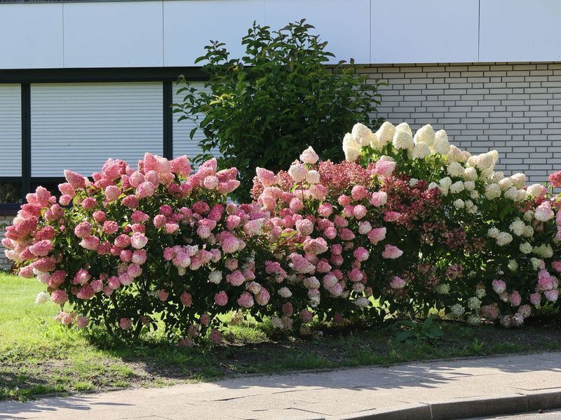 Гортензія волотиста Ваніла Фрайз / Vanille Fraise, контейнер 7,5 л ГВВФК2026 фото