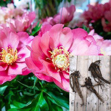 Півонія ITOH Old Rose Dandy / Олд Розе Денді, кореневище 2-3 бруньки ПОРД99 фото