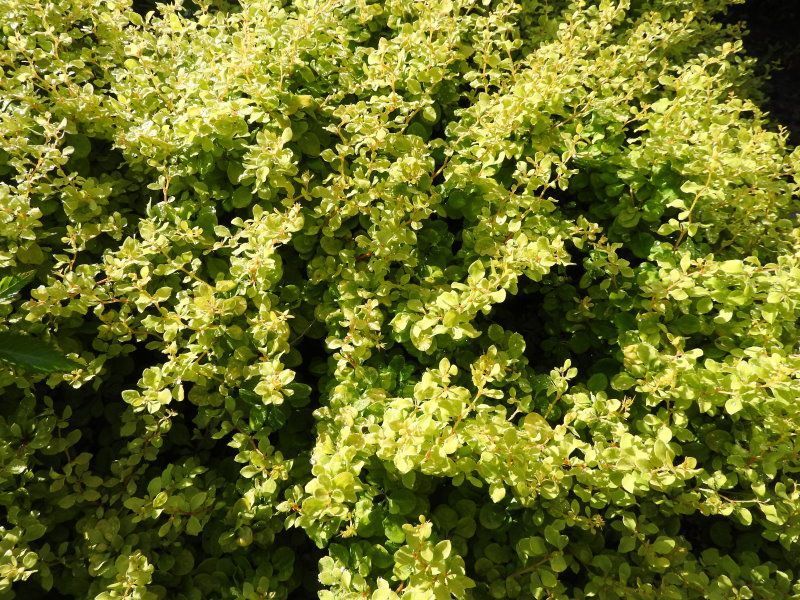 Барбарис Тунберга Бонанза Голд / Bоnanza Gold, контейнер р9 БТБГ2026 фото