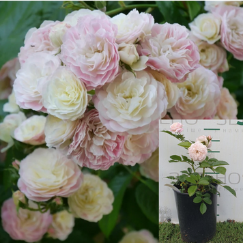 Троянда мускусна Букет Парфе/Bouquet Parfait, 2026, контейнер	 БУ567 фото