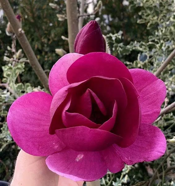 Магнолія "Aphrodite" МА80 фото