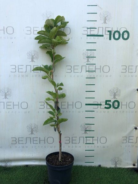 Магнолія "Daphne" МДФ50 фото
