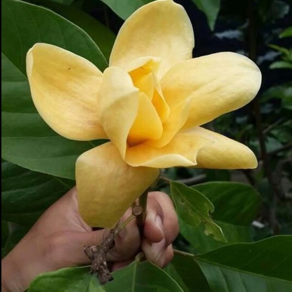 Магнолія "Daphne" МДФ50 фото