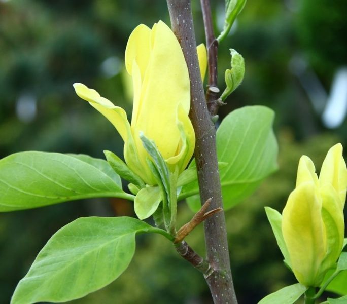Магнолія "Daphne" МДФ50 фото
