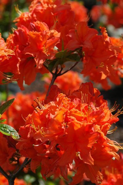 Рододендрон/Азалія японська Мандарин Лайт / Mandarin Light, контейнер 7 л ЛК297 фото