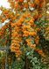 Піраканта Orange Glow на штамбі 100-150 см, контейнер 10-15 л ПОГШ100 фото 5