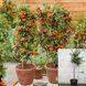 Піраканта Orange Glow на штамбі 100-150 см, контейнер 10-15 л ПОГШ100 фото 1