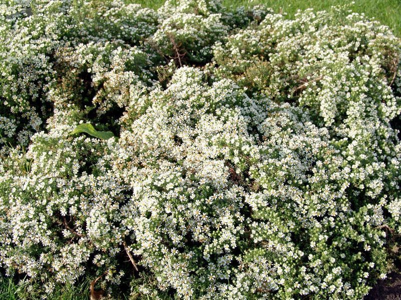 Айстра повзуча Снігова Буря / Snow Flurry, контейнер р9 АПК2026 фото