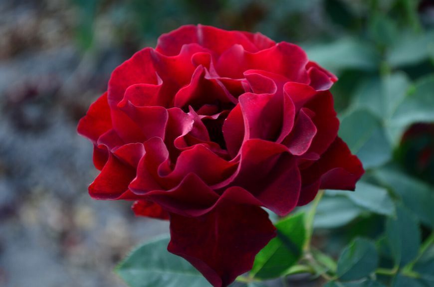 Троянда чайно-гібридна Хайнц Вінклер (Омаж е Барбара) / Heinz Winkler (Hommage a Barbara), контейнер ТЧГХВ2026 фото