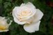 Троянда чайно-гібридна Мері Бері Роуз / Mary Berry Rose, контейнер ТЧГМБРК2026 фото 5
