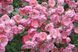 Троянда флорібунда Анжела / Angela, контейнер ТФА2026 фото 6