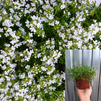 Чебрець (тим'ян) Альбіфлора / Albiflorus, контейнер 1,2 л ЧТАК2026 фото