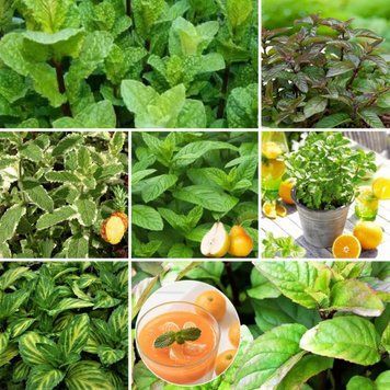 Комплект м&rsquo;ятний фреш &laquo;Fresh Mint&raquo; КМФ2026 Без ящика фото