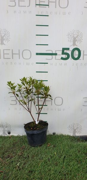 Рододендрон / Азалія японська Geisha Weiss / Гейша Вейс, контейнер 1л ЯМС16 фото