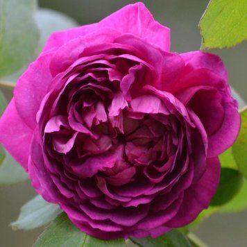 Троянда кущова Рейн де Віолет / Reine des Violettes, 2026, контейнер ВР67 фото