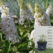 Будлея Вайт Профьюжн / White Profusion, контейнер 2-3 л ЛК45 фото 1