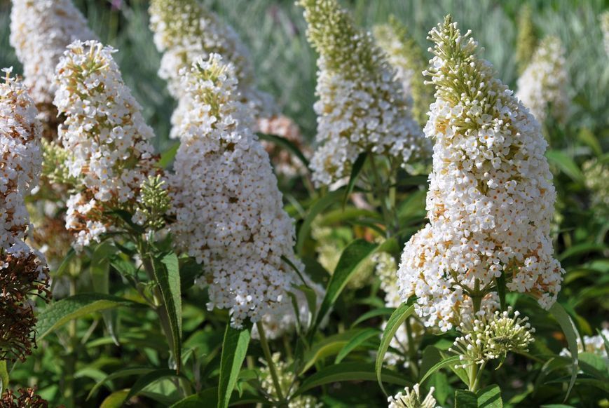 Будлея Вайт Профьюжн / White Profusion, контейнер 2-3 л ЛК45 фото