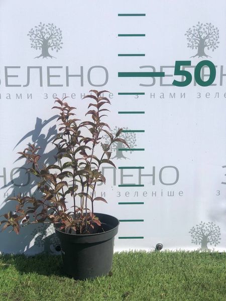 Дієрвіла Блек Троя, контейнер 2 л ЛК0106 фото