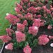 Гортензія волотиста Стробері Блоссом / Strawberry Blossom, контейнер р9 ГВСБК2026 фото 4