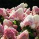 Гортензія волотиста Стробері Блоссом / Strawberry Blossom, контейнер р9 ГВСБК2026 фото 6