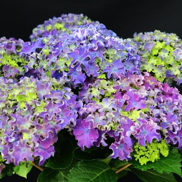 Гортензія Curly Sparkle Blue Purple, контейнер 2л. ЛК4563 фото