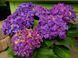 Гортензія Curly Sparkle Blue Purple, контейнер 2л. ЛК4563 фото 3