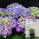 Гортензія Curly Sparkle Blue Purple, контейнер 2л. ЛК4563 фото 1