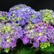 Гортензія Curly Sparkle Blue Purple, контейнер 2л. ЛК4563 фото 5