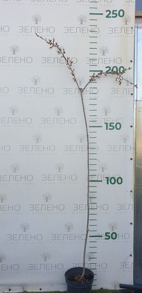 Сакура Кіку-Шідаре на штамбі 160-180 см, контейнер 7,5 л СІ09 фото