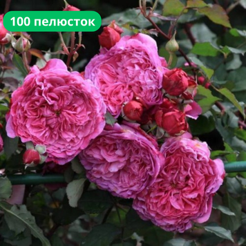 Троянда шрабова Вентіло / Ventilo, відкритий корінь ТШВ2025 фото