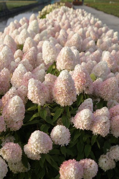 Гортензія волотиста Меджикал Світ Саммер / Magical Sweet Summer, контейнер р9 ГВМСС2026 фото