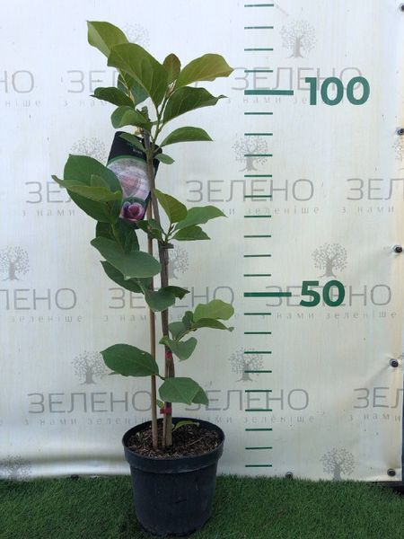Магнолія "Venus"  МВВ60 фото