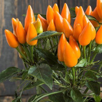 Перець гострий Оранетта / Oraneta ПЕР04 фото