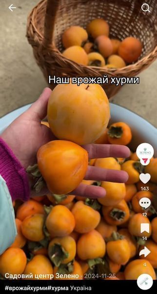 Хурма Королек, відкритий корінь ХК001 фото