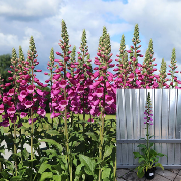 Наперстянка Далматинська пурпурова / Dalmatian Purple, контейнер НДПК2026 фото