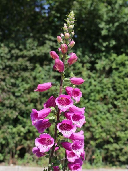 Наперстянка Далматинська пурпурова / Dalmatian Purple, контейнер НДПК2026 фото