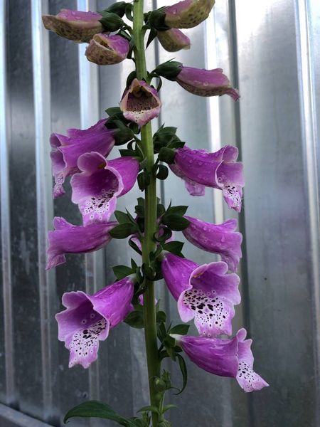 Наперстянка Далматинська пурпурова / Dalmatian Purple, контейнер НДПК2026 фото