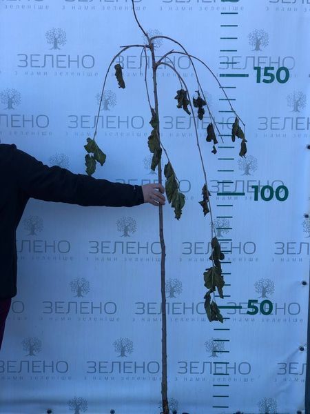 Шовковиця Плакуча " Пендула " на штамбі 120 - 140 см, контейнер ДК2 фото