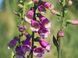 Наперстянка Далматинська пурпурова / Dalmatian Purple, контейнер НДПК2026 фото 11
