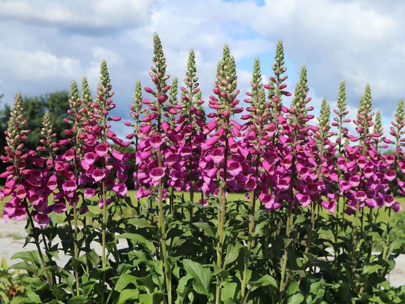 Наперстянка Далматинська пурпурова / Dalmatian Purple, контейнер НДПК2026 фото