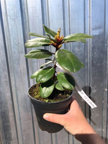 Рододендрон / Азалія японська Gartendirektor rieger / Гартендиректор Рігер, контейнер 1 л ЯМС08 фото