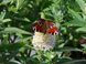 Будлея Баттерфляй Кенді Літтл Вайт / Butterfly Candy Little White, контейнер 1 л ББКЛВК2026 фото 5