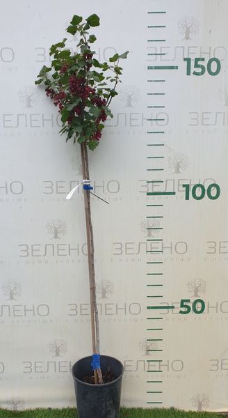 Порічка (смородина) червона Ровада на штамбі 100-130 см, контейнер НВ17 фото