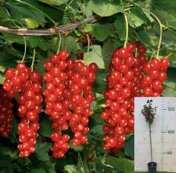 Штамбова порічка Ровада, висота 100-130 см НВ17 фото