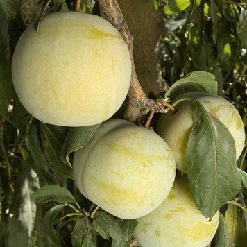 Гібрид сливи та абрикоса (плуот) Флавор Квін / Flavor Queen, відкритий корінь ГСАПФКВК2026 фото
