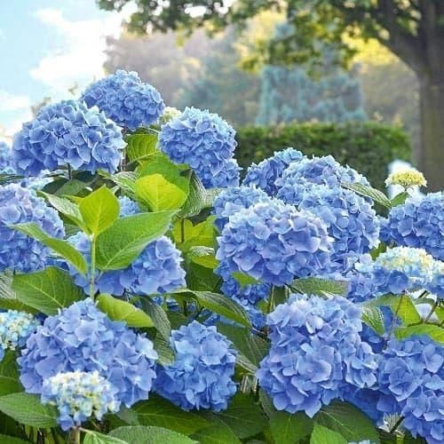 Гортензія широколиста Ерлі блю / Early Blue, контейнер Р9 ГОШ23 фото