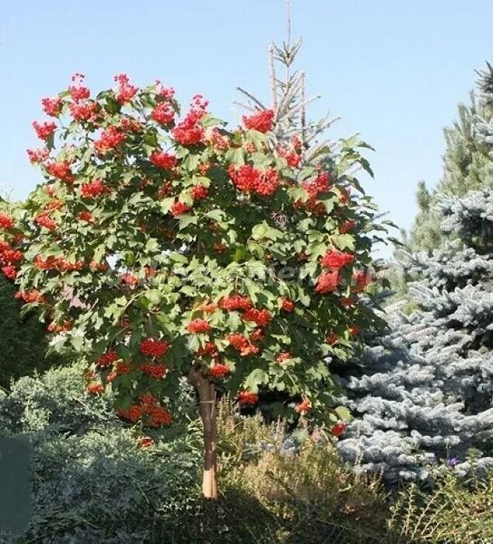 Калина звичайна на штамбі, відкритий корінь КР0330 фото