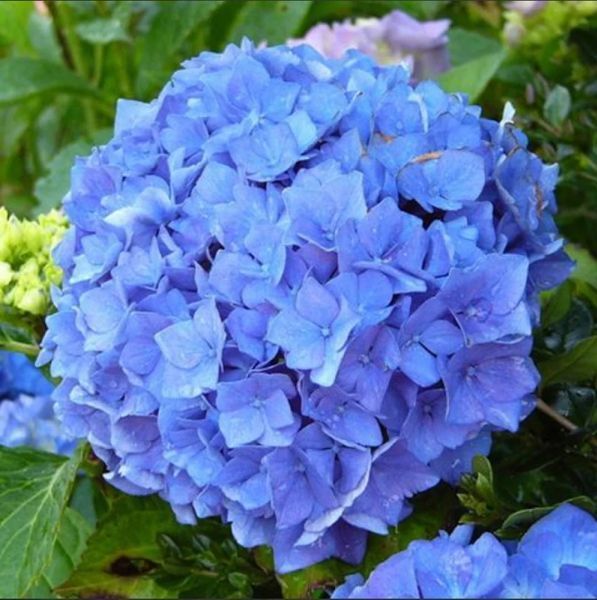 Гортензія широколиста Ерлі блю / Early Blue, контейнер Р9 ГОШ23 фото