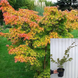 Клен японський, контейнер 3 л КЯК3 фото 1