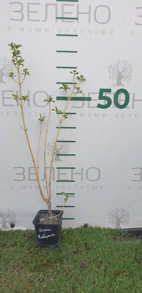 Дерен пагононосний Флавірамеа / Flaviramea, контейнер 9*9 см РН05 фото